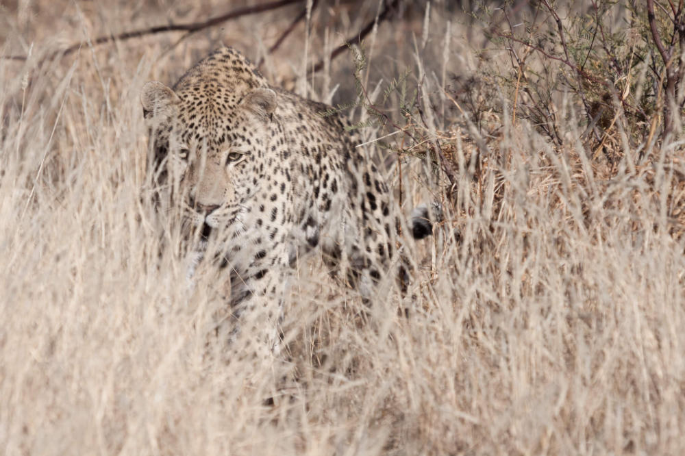 Leoparden sind vollendete Lauerer. Einen in freier Wildbahn zu sehen, wenn er nicht gesehen werden will, ist kaum möglich. Foto: Arunasit via Shutterstock.