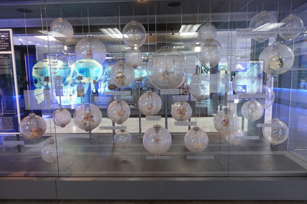 Herzstück der Ausstellung: eine Vitrine, in der Kopien wichtiger menschlicher Fossilien gesammelt sind. Foto: UK. Herzstück der Ausstellung: eine Vitrine, in der Kopien wichtiger menschlicher Fossilien gesammelt sind. Foto: UK.