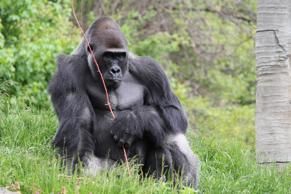 Männlicher Westlicher Gorilla (Gorilla gorilla). Foto: RedGazelle15 via Wikimedia Commons / CC BY-SA 4.0. Männlicher Westlicher Gorilla (Gorilla gorilla). Foto: RedGazelle15 via Wikimedia Commons / CC BY-SA 4.0.