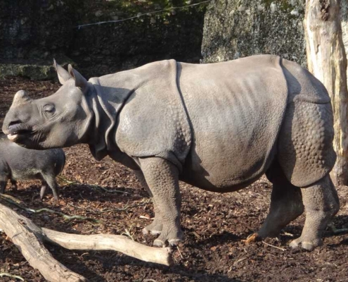 Ein Indisches Panzernashorn im Zoo von Basel. Foto: KW