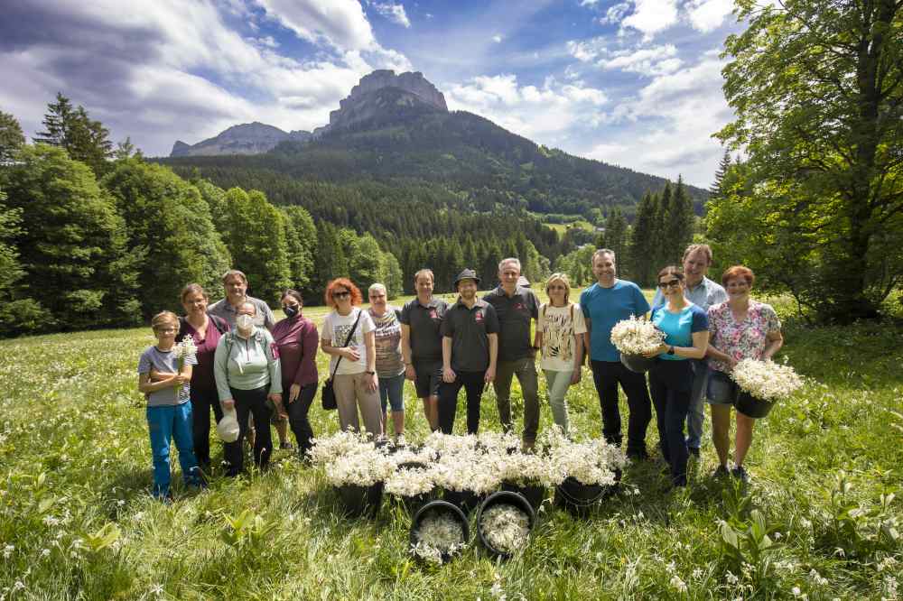 Der Münze Österreich Club hat die Narzissen für die Figur der Münze Österreich gepflückt. Foto ©Gerd Kressl